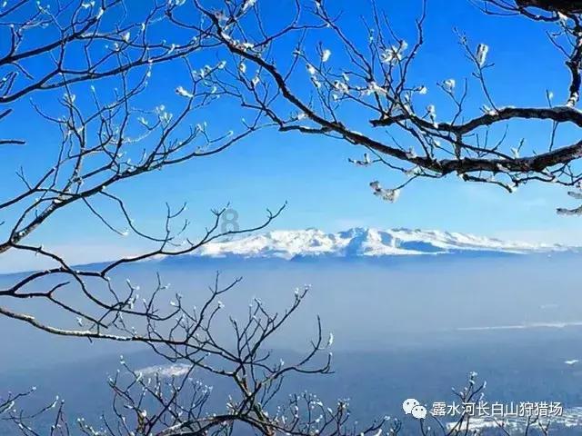 寂静森林找星星